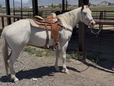 2022 Quarter Horse Paint