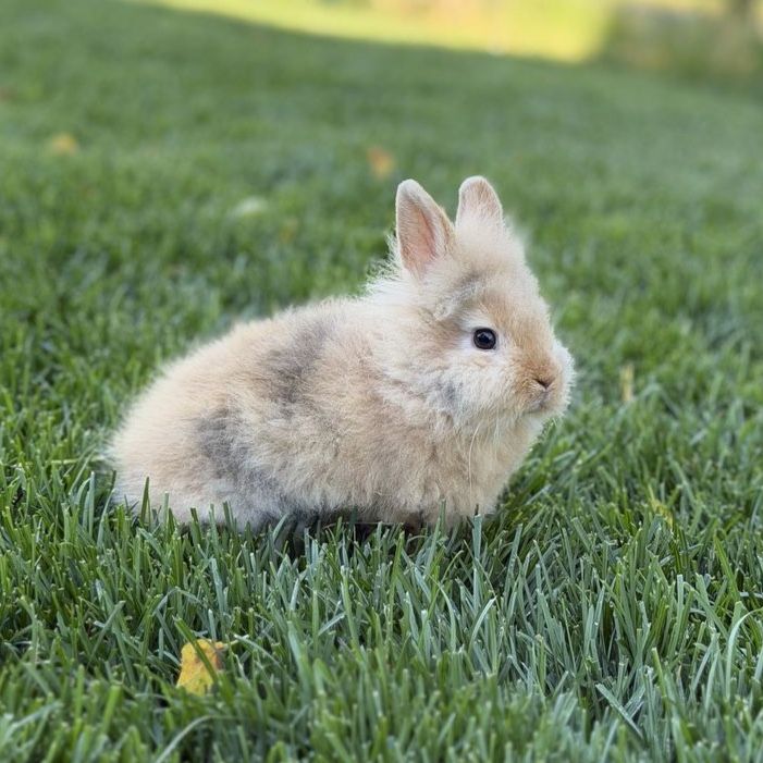 11-Week-Old Male Lionhead Mix Rabbit