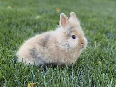 11-Week-Old Male Lionhead Mix Rabbit