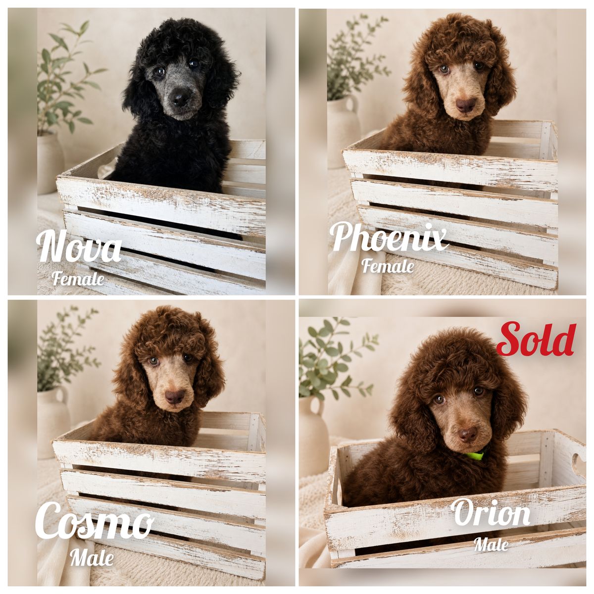 AKC Standard Poodle Puppies