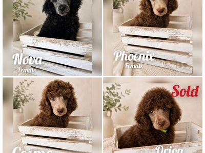 AKC Standard Poodle Puppies