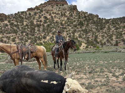 6 year old gelding