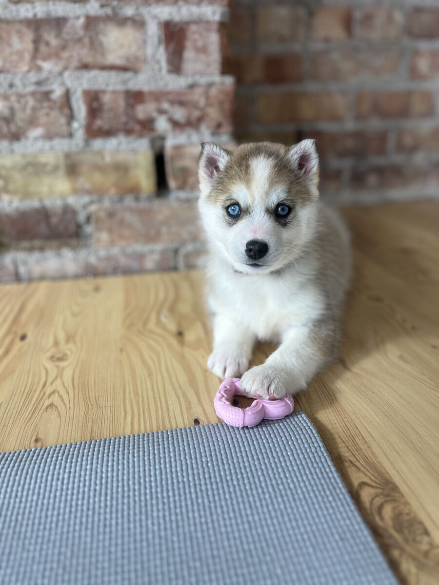 Potty Trained Female Guardian Home Opportunity Female 50/50 Pomsky (Blue Eyes) Mini Husky Pomeranian Mix F3