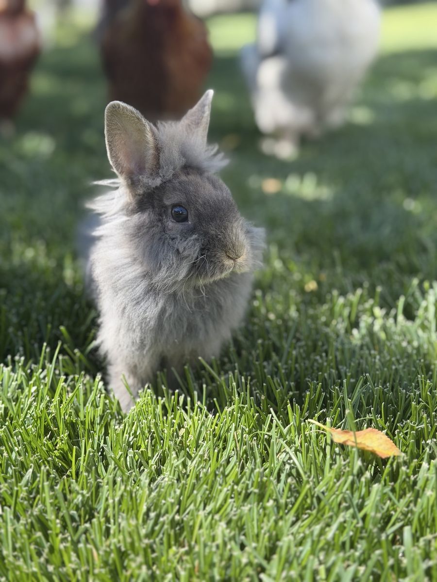 Male Lionhead Mix with Astrex traits