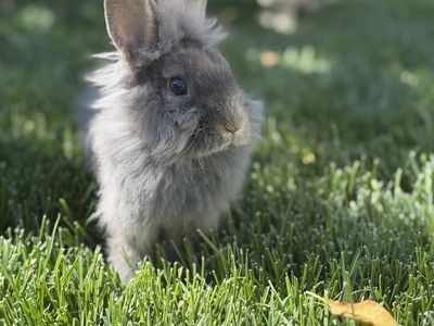 Male Lionhead Mix with Astrex traits
