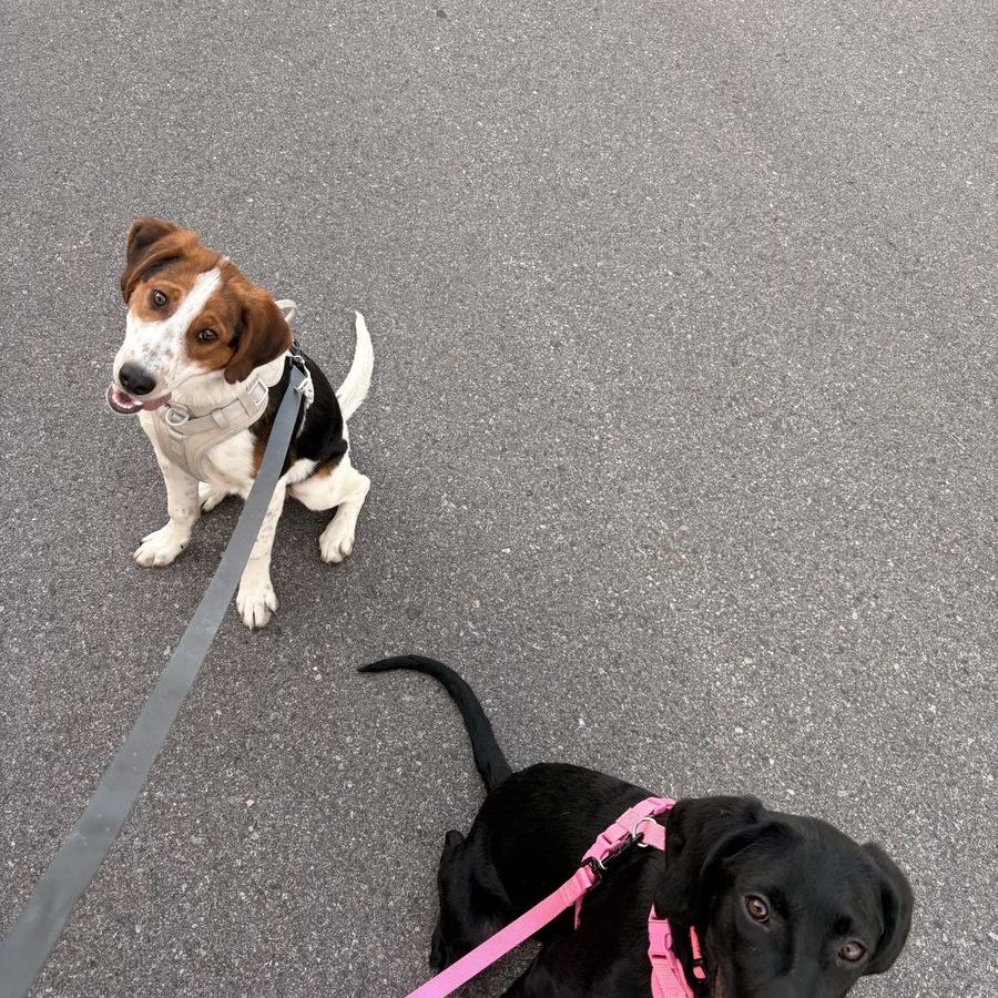 Adorable Mixed Beagle Puppies for Sale - $150