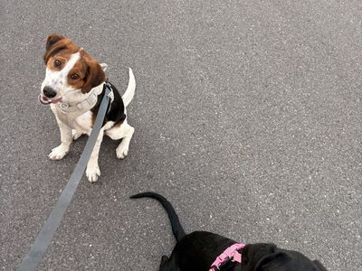 Adorable Mixed Beagle Puppies for Sale - $150