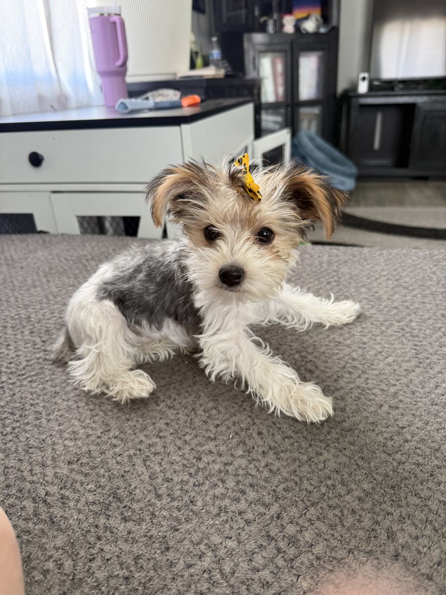 Akc female Yorkie puppy