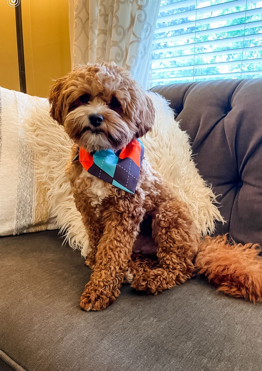 9 lb multigenerational goldendoodle stud. Intense red, minus for curl, Irish spotting