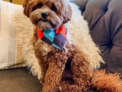 9 lb multigenerational goldendoodle stud. Intense red, minus for curl, Irish spotting