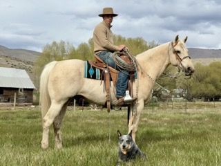Stout Made Palomino Gelding