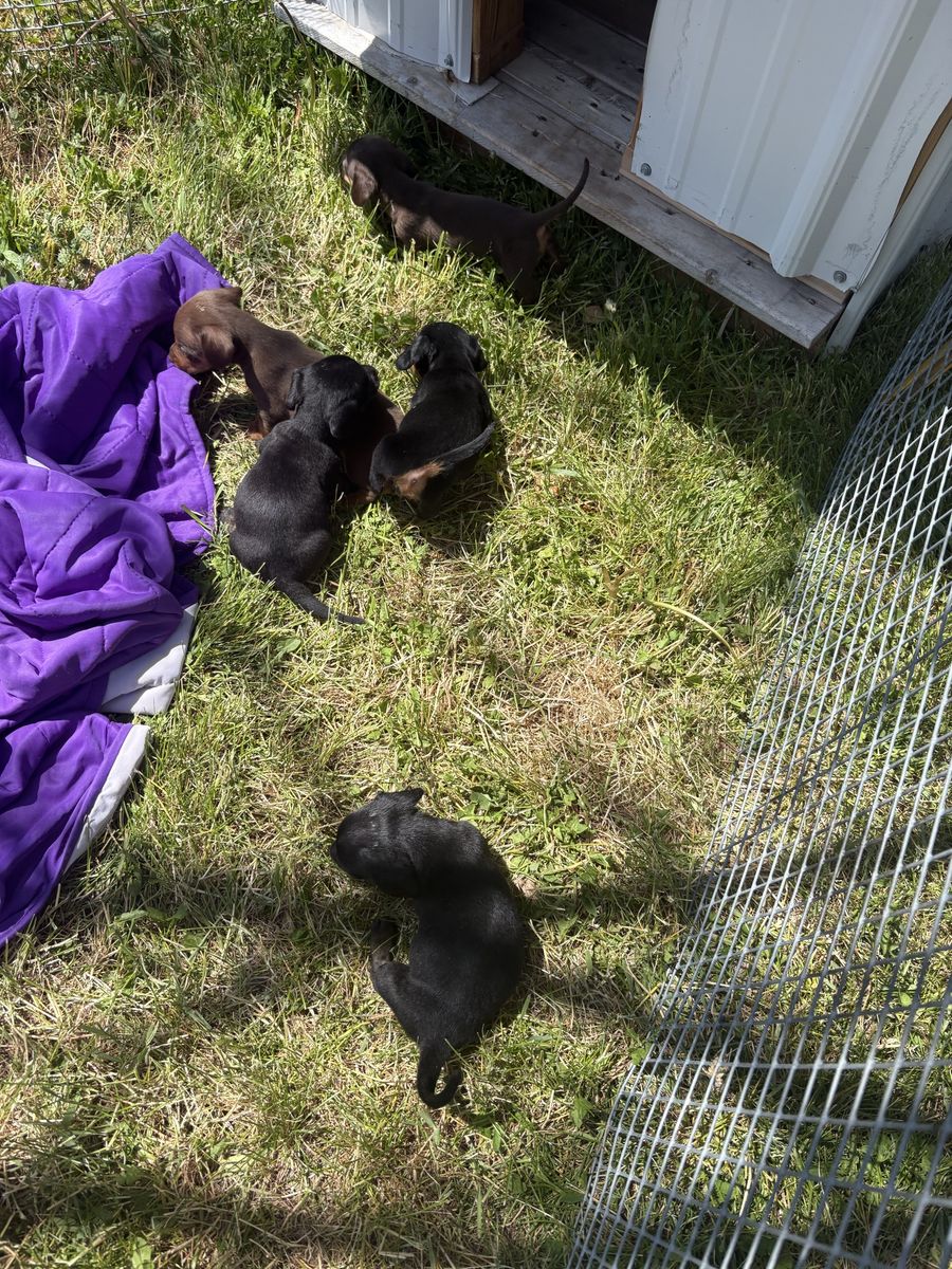 Mini dachshund puppies for sale!