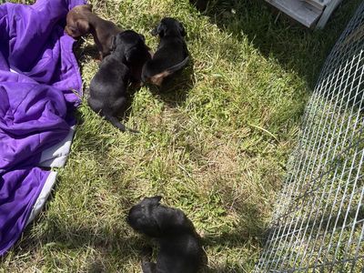 Mini dachshund puppies for sale!
