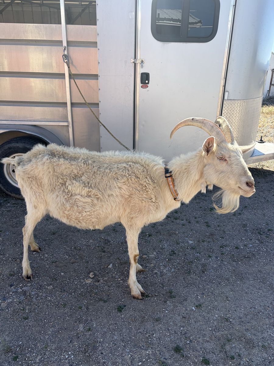 Pack goat