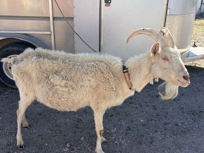 Pack goat