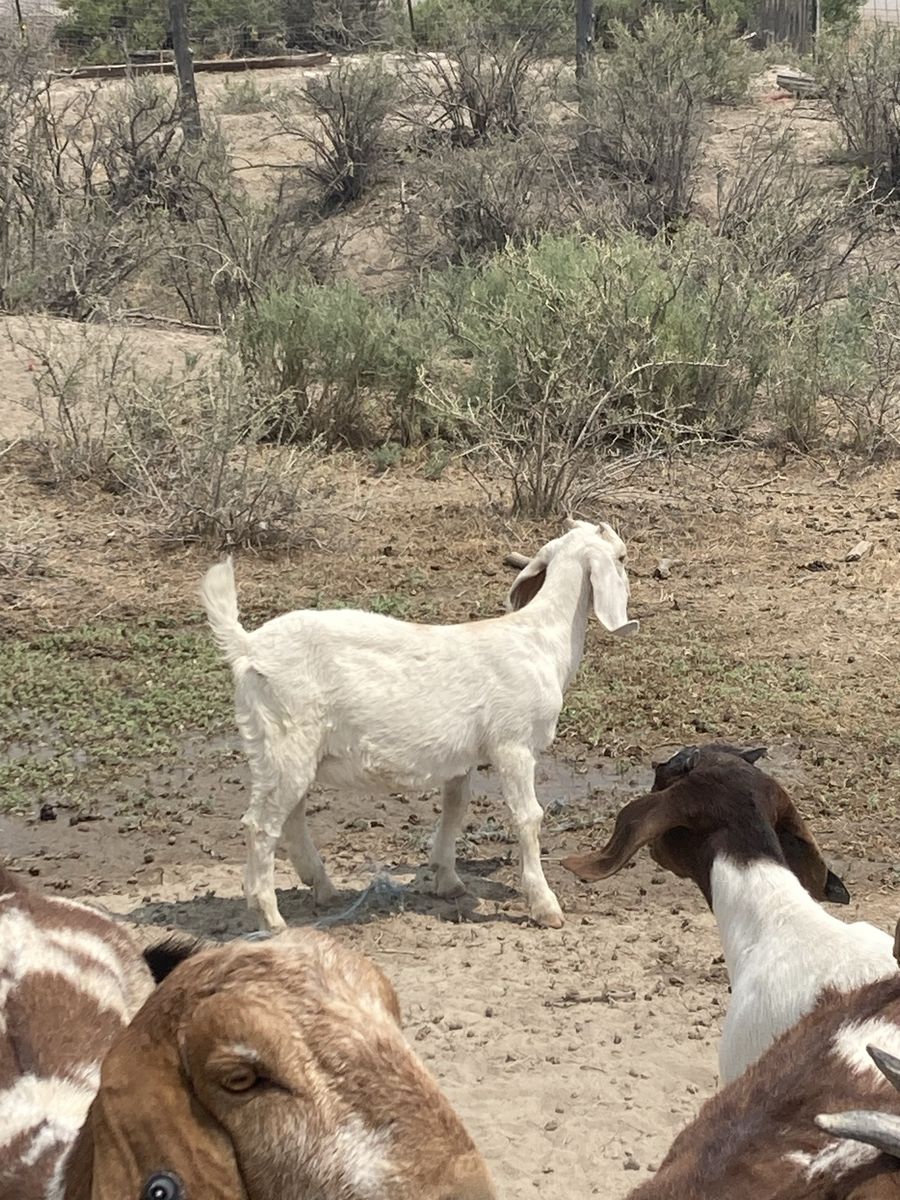 4 Boer goats 100 bucks a piece 2 bucks two does