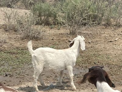 4 Boer goats 100 bucks a piece 2 bucks two does