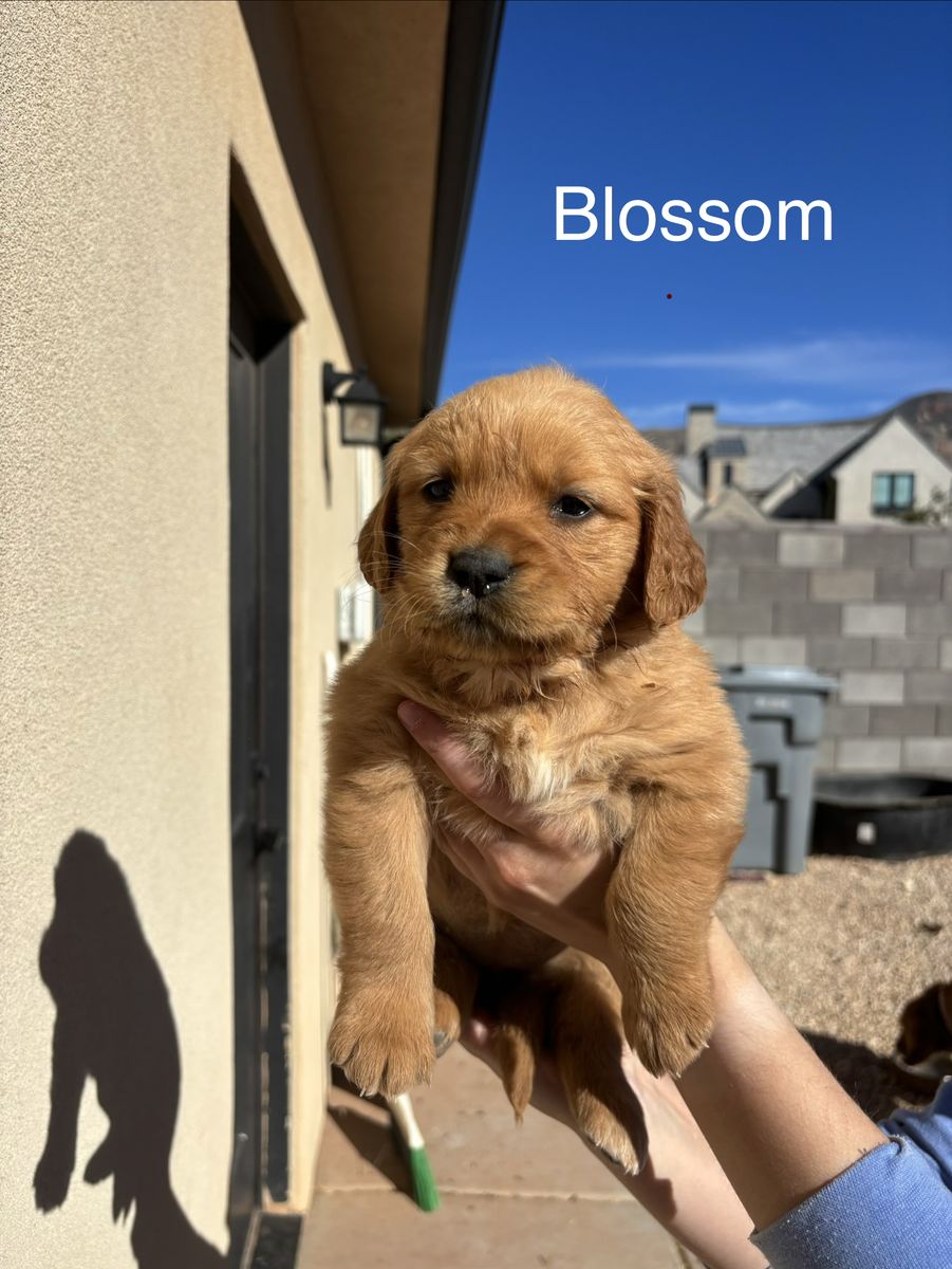 AKC Golden Retriever Puppies!!!