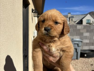 AKC Golden Retriever Puppies!!!