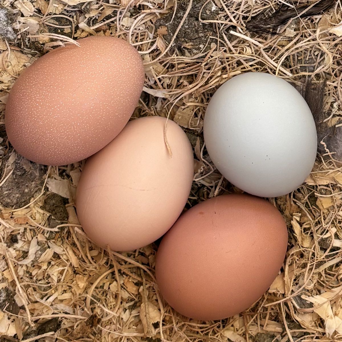 Fresh Chicken Eggs