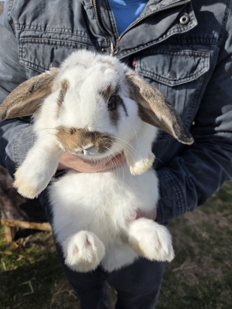 Pet Show Jr Mini Lop Bunny Rabbit