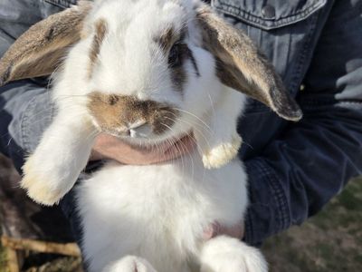 Pet Show Jr Mini Lop Bunny Rabbit