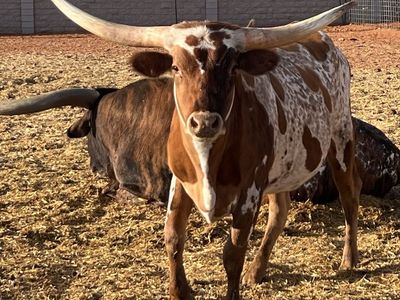 Texas Longhorn cows for sale 3 total