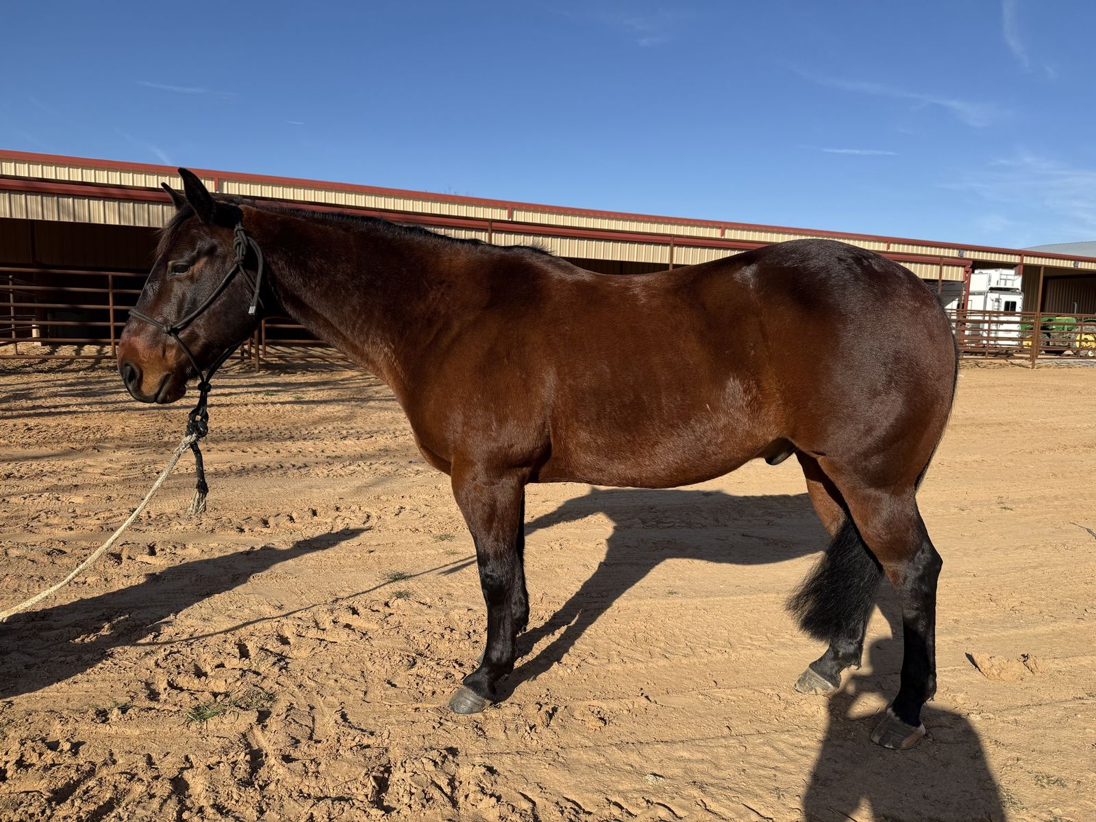 8 Y/O finished heel horse