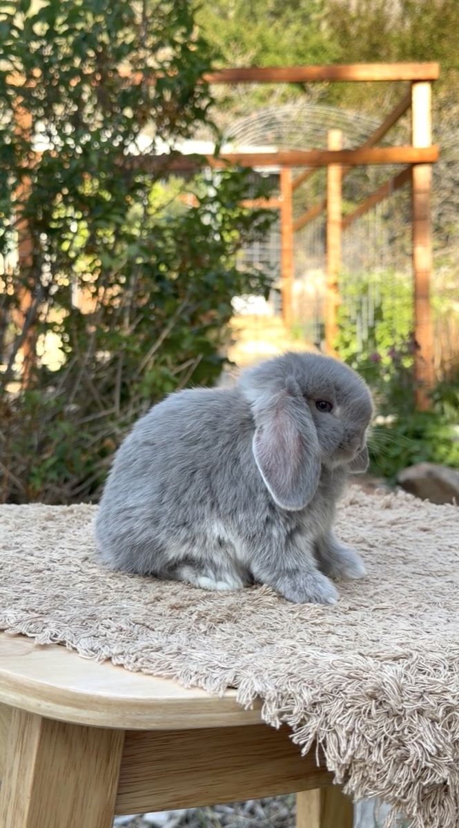 Holland Lop Buck