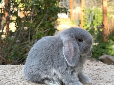 Holland Lop Buck
