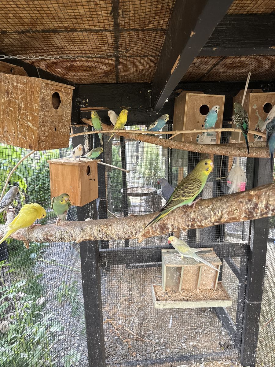 Parakeet’s