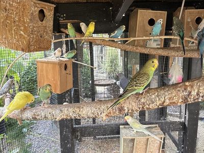 Parakeet’s