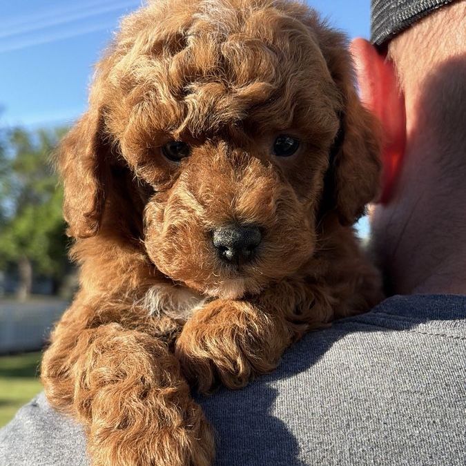 AKC mini red  poodle male