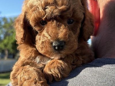 AKC mini red poodle male