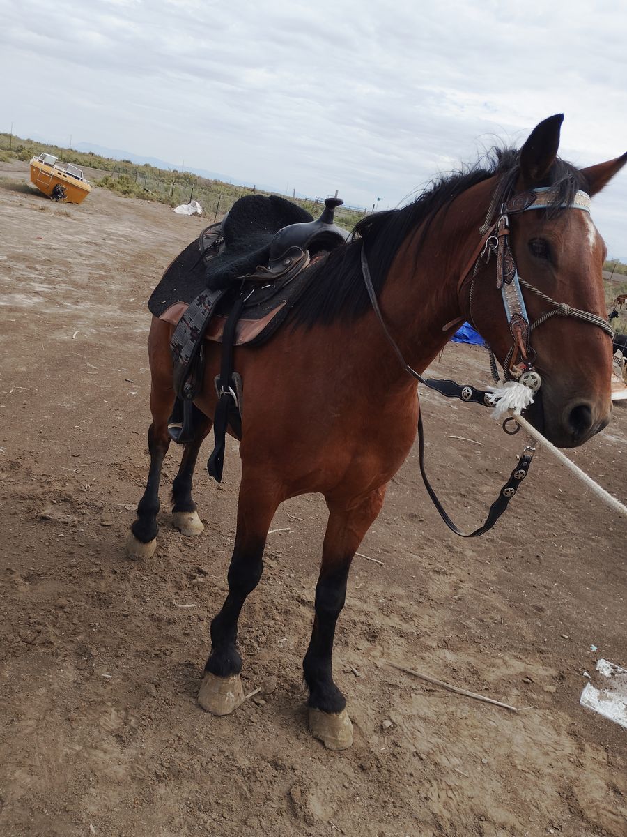 2 horse harness.
