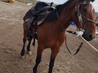 2 horse harness.