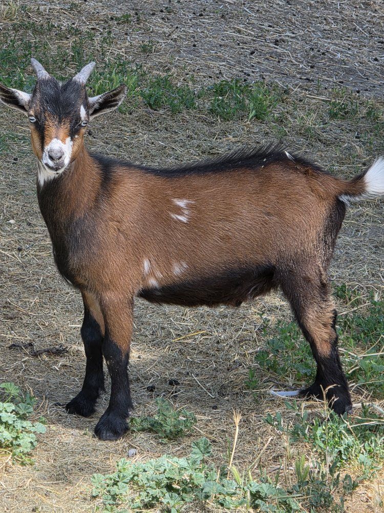 Healthy Young billy Goat for Sale - Brown with Black Legs and White Markings and has blue eyes can band if wanted