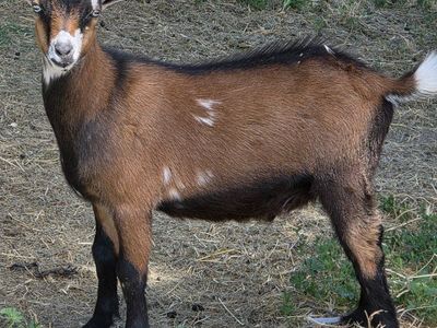 Healthy Young billy Goat for Sale - Brown with Black Legs and White Markings and has blue eyes can band if wanted