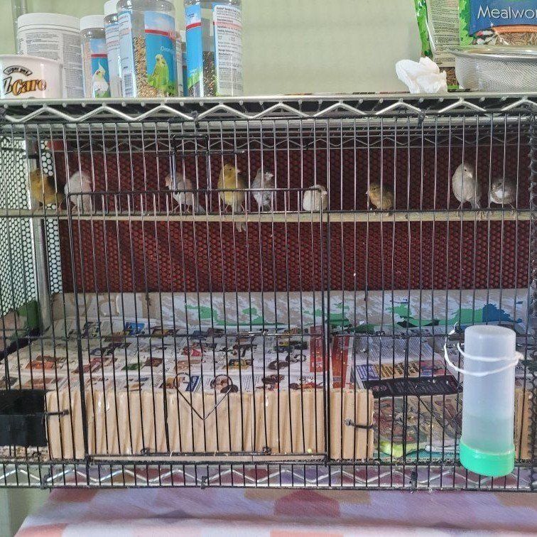 se venden canarios jovenes a 80dls