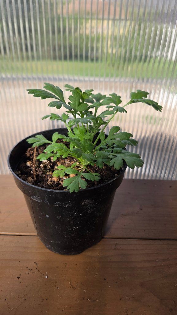 Feverfew, Tetra White Variety, live plants