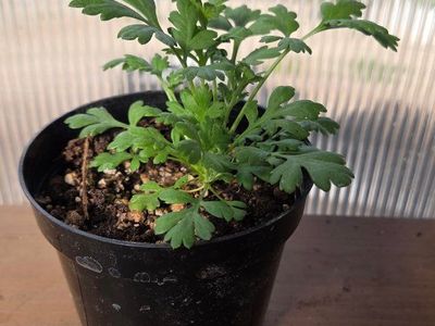 Feverfew, Tetra White Variety, live plants