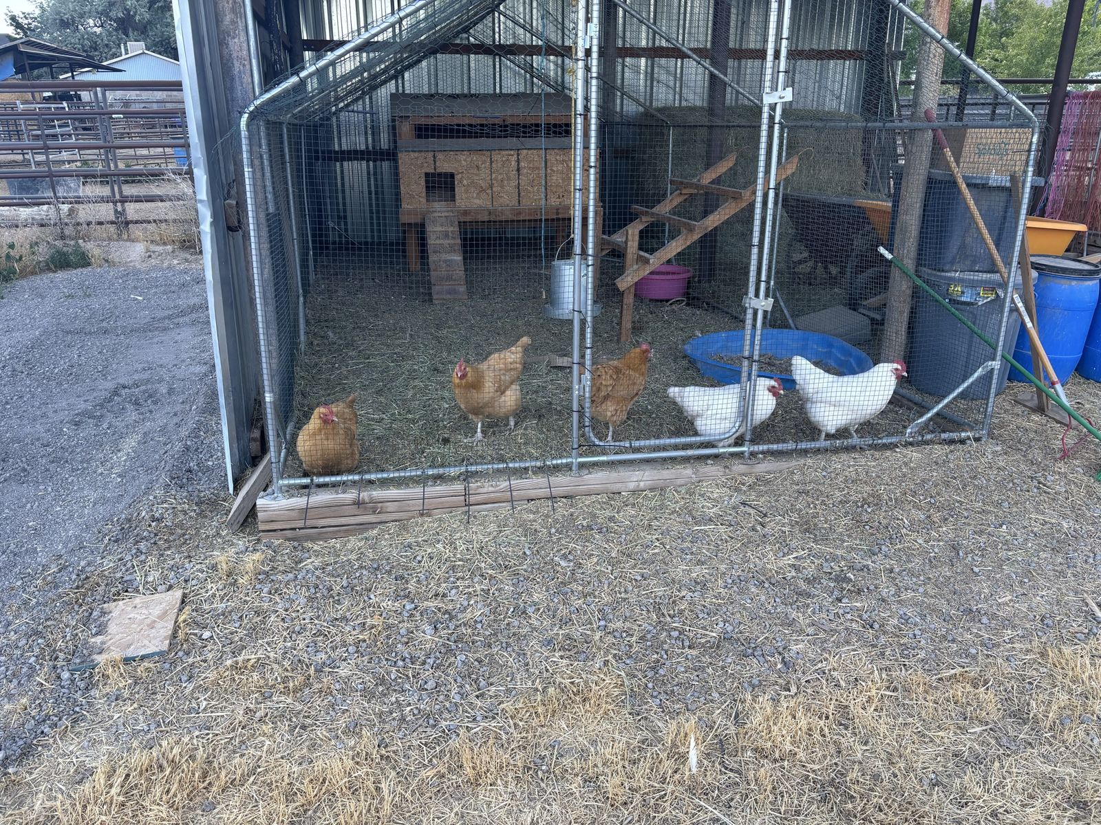 6 Chickens, $5 each