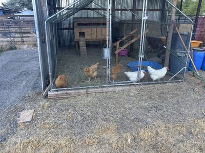 6 Chickens, $5 each