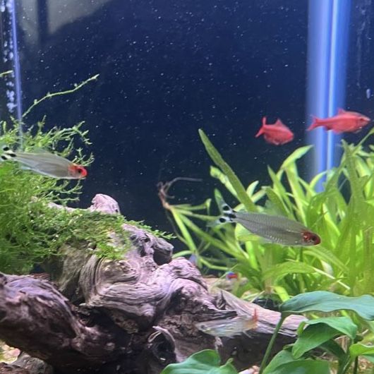 Cherry Barbs and Rummynose Tetras