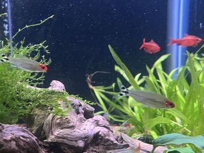 Cherry Barbs and Rummynose Tetras