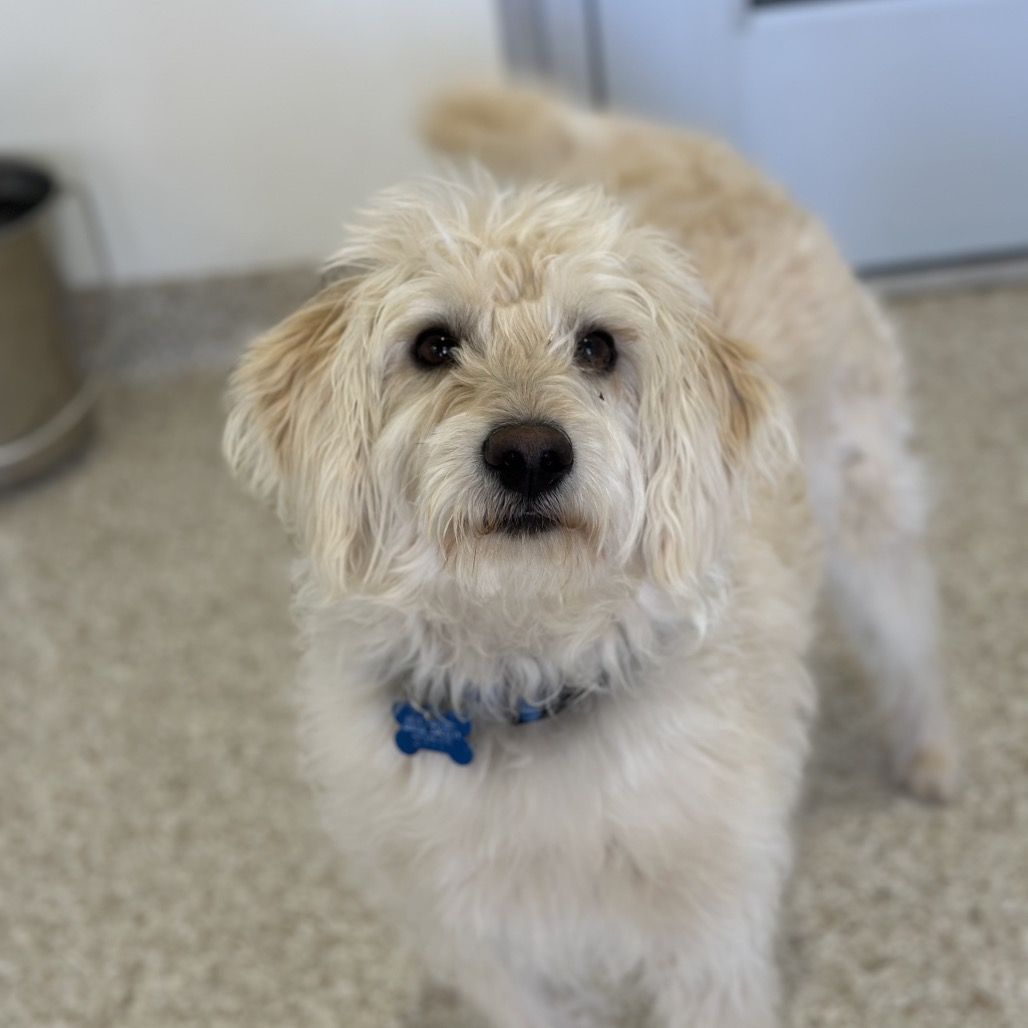 Hello my name is Guilly