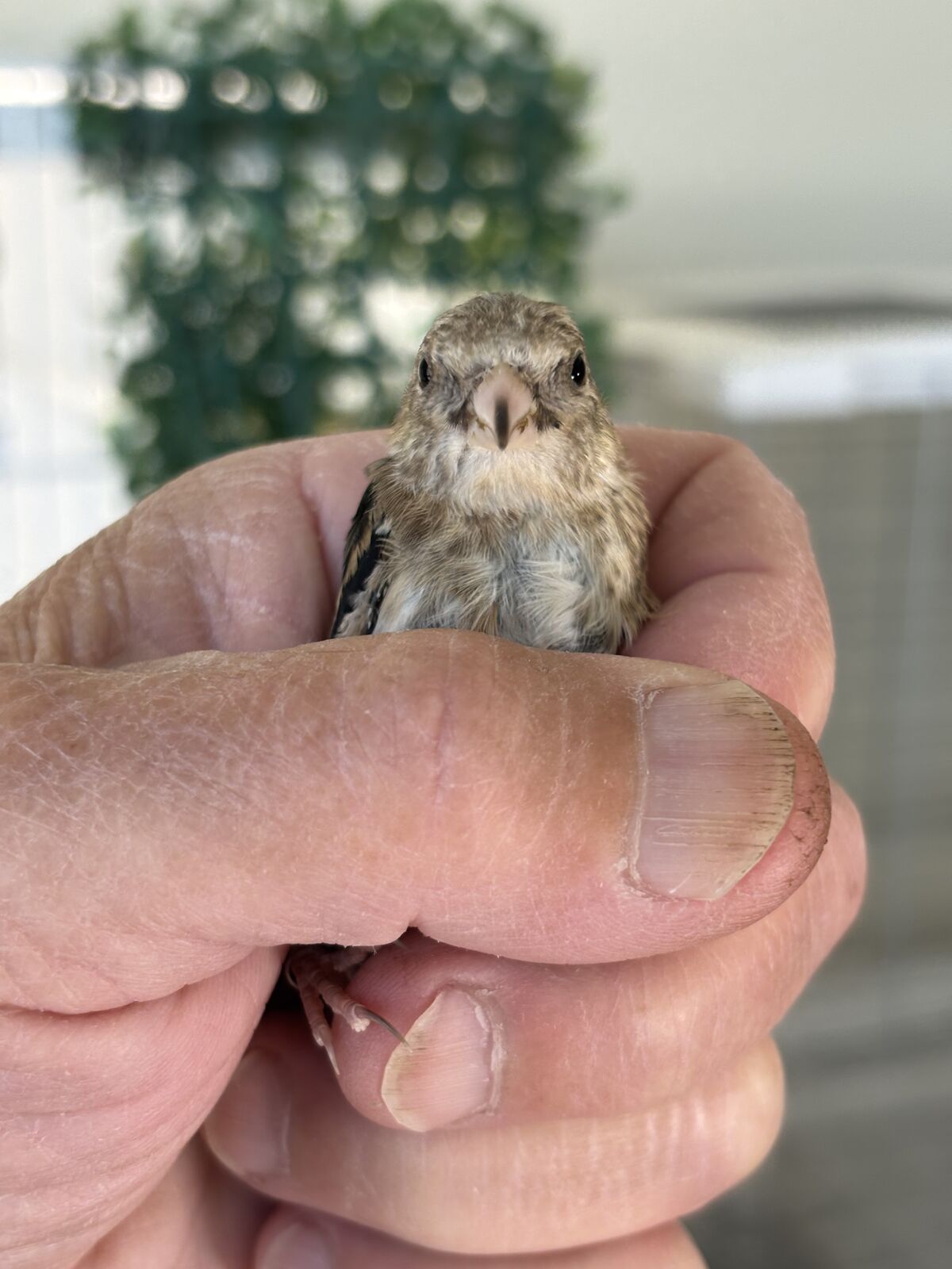 European Goldfinches - Make reservation - All for sale at the end of breeding season in July