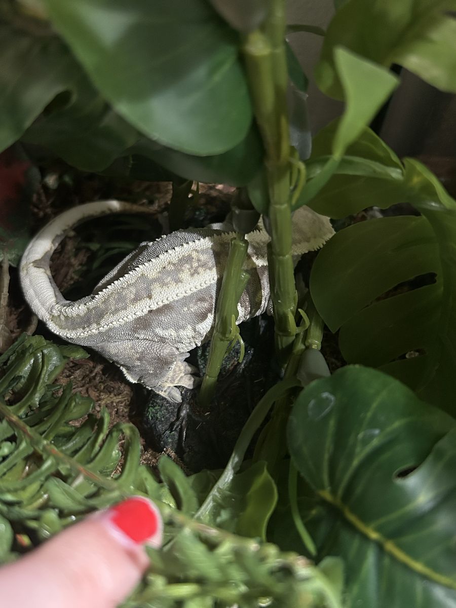 Crested Gecko for sale