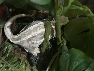 Crested Gecko for sale