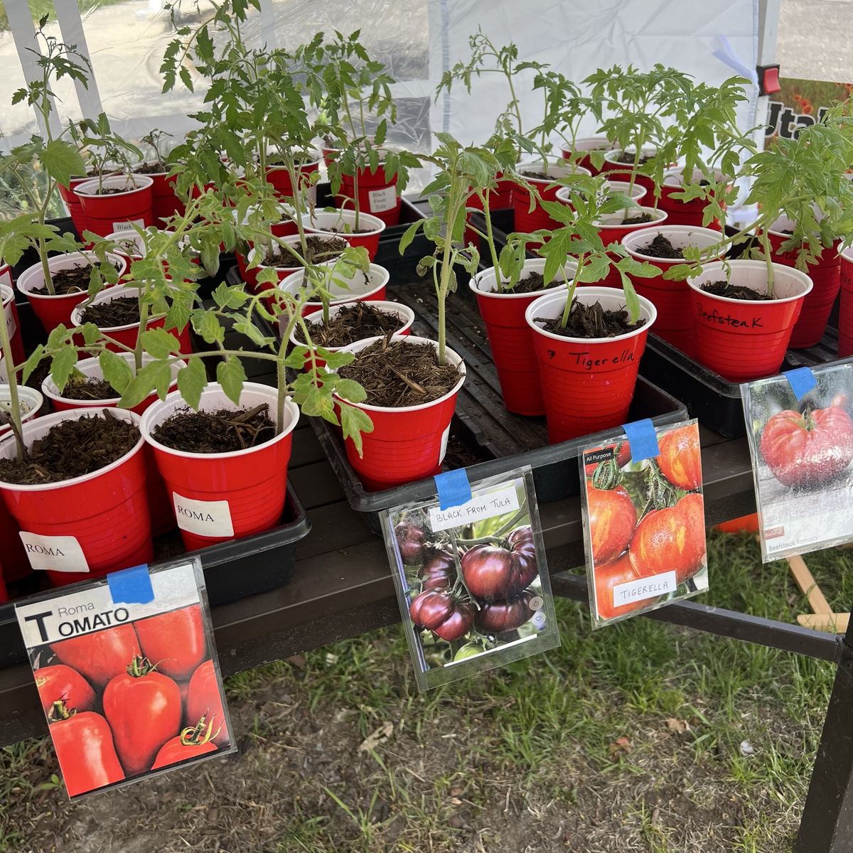 Heirloom Tomatoes Herbs and Perennials